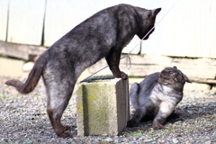 ニャンだとー