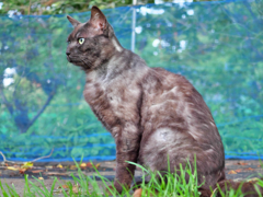 黒猫