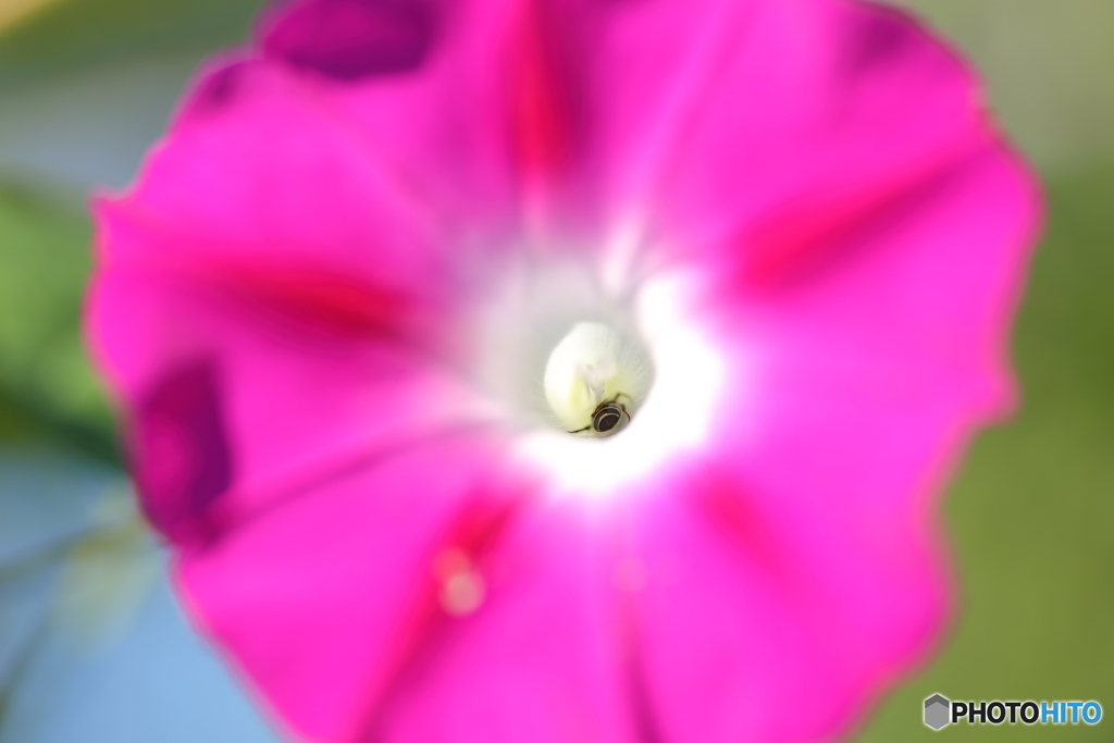 ハチ もぞもぞ