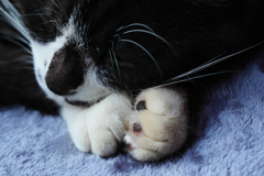 黒白ねこ