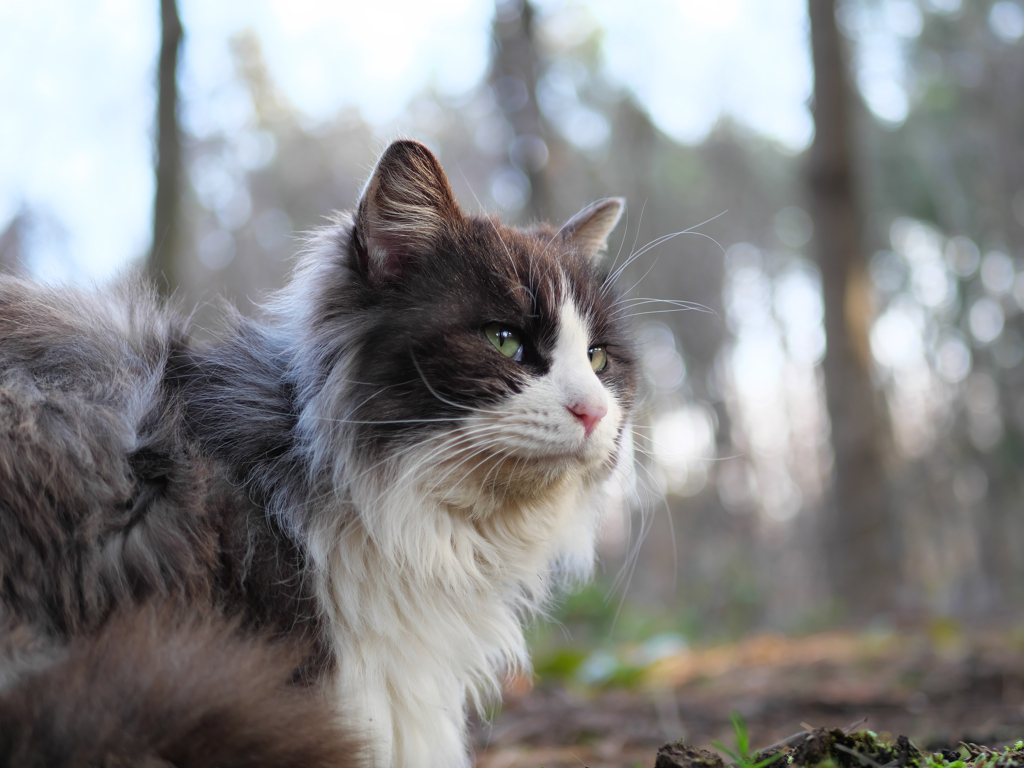 白黒猫