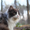 白黒猫