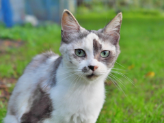 ミケ猫