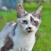 ミケ猫