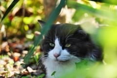 黒白ねこ
