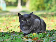 黒猫