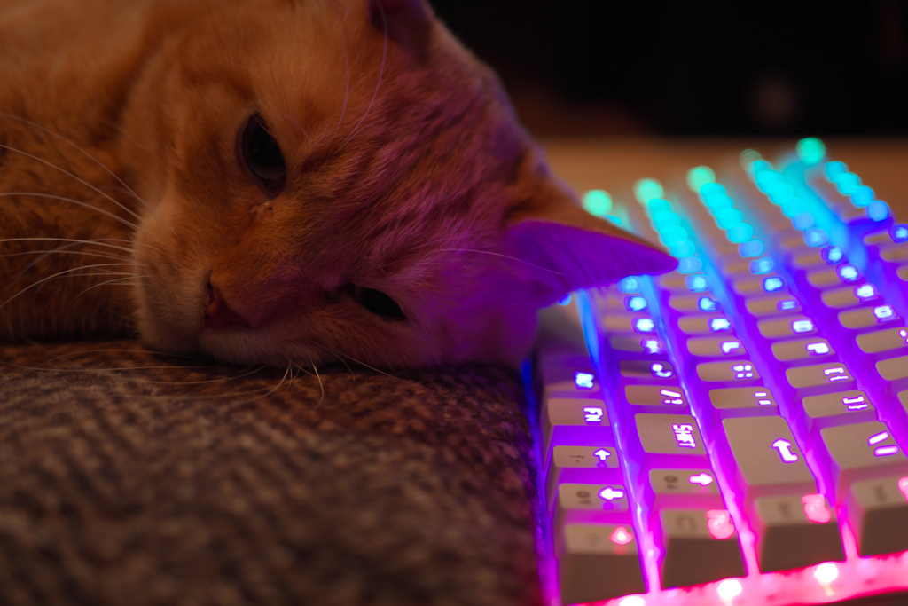 猫カラフル顏