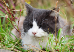 黒白ねこ