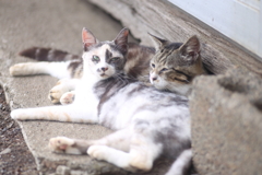 ミケ猫 キジトラ猫