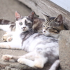 ミケ猫 キジトラ猫