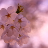 サクラ