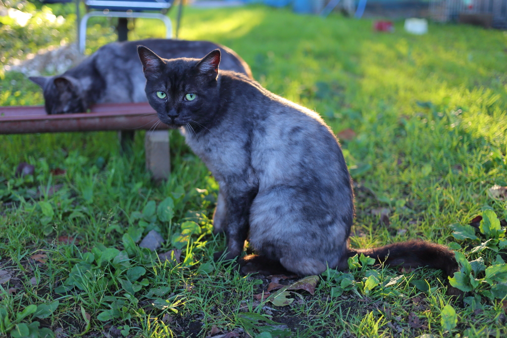 黒猫