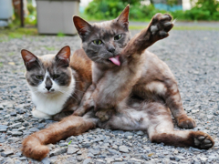 すこしだけにゃ