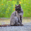 黒猫