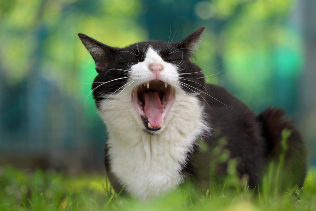 白黒猫
