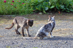 ニャンだ!!ちみは