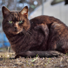 黒猫