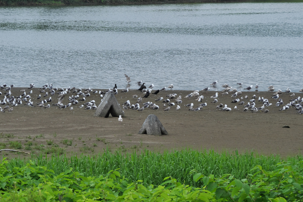 海ニャンコたち