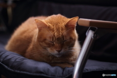 茶トラねこ
