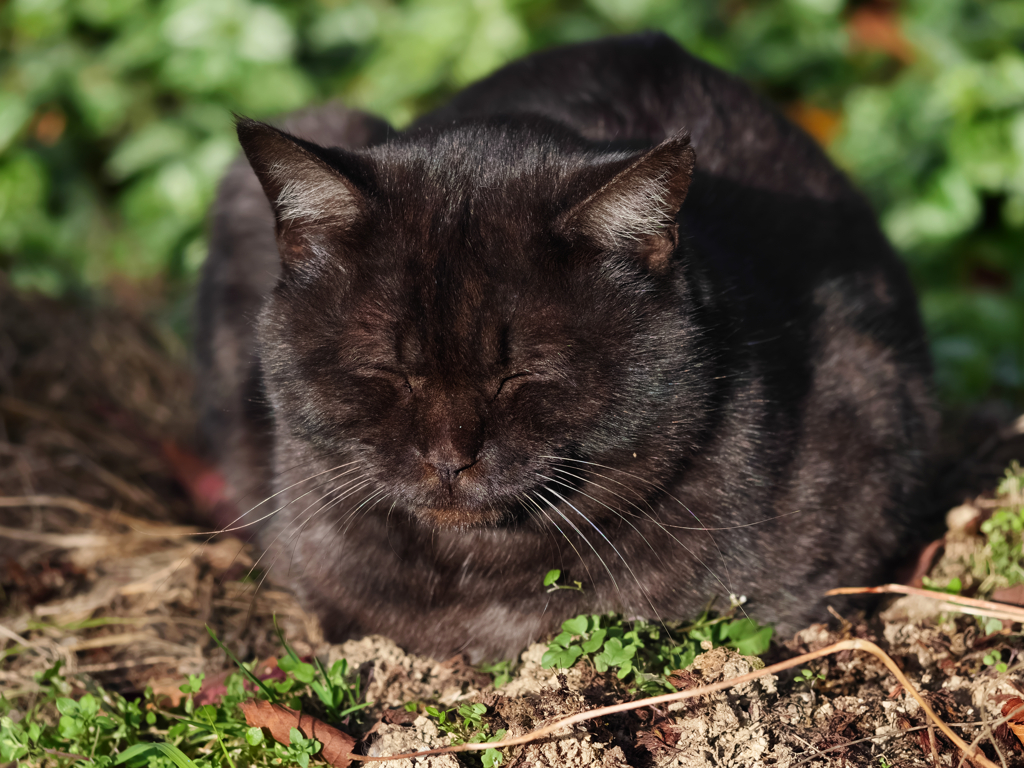 黒猫