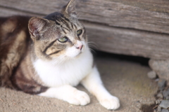 キジトラ猫