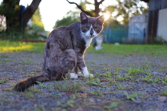 白黒猫
