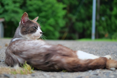 白黒猫