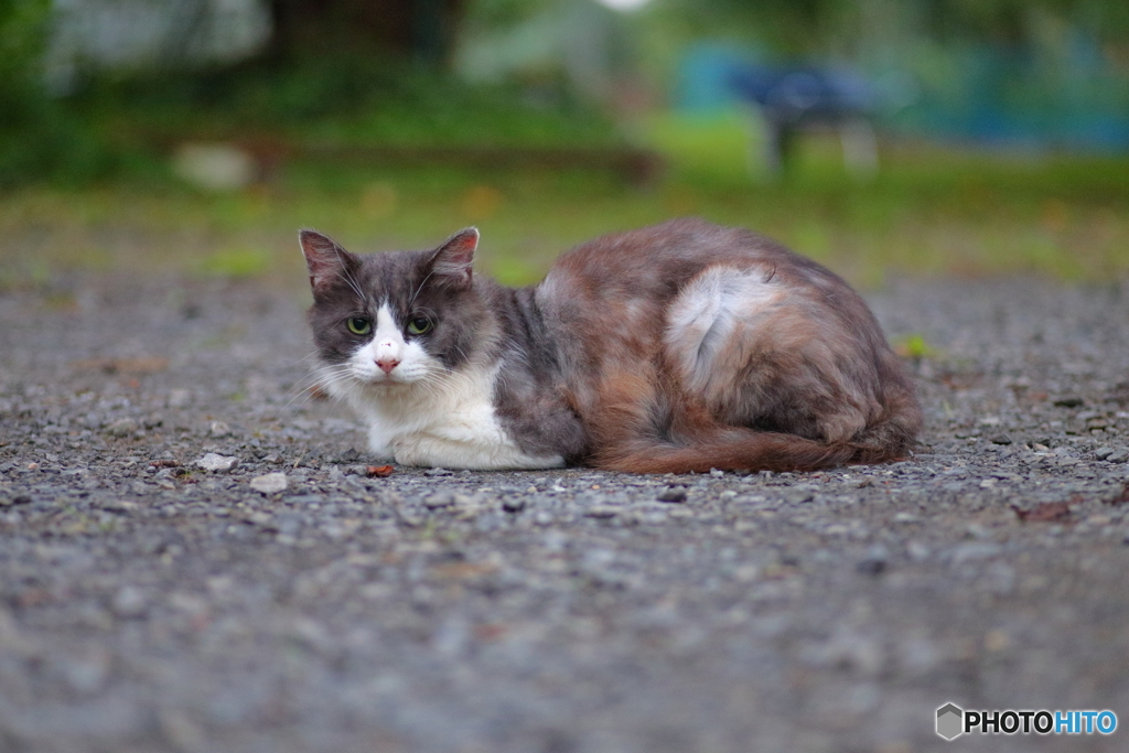 白黒猫