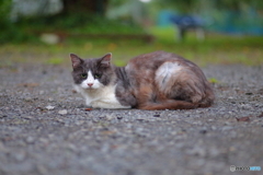 白黒猫