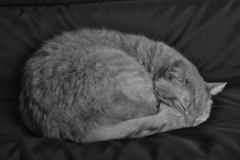 茶トラねこ