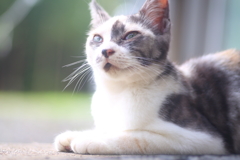 ミケ猫