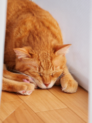 茶とら猫