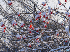 冬　雪帽子の柿