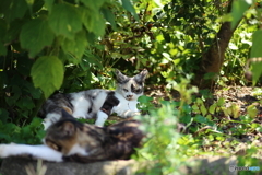 三毛猫