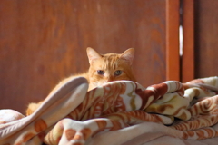 茶トラ猫