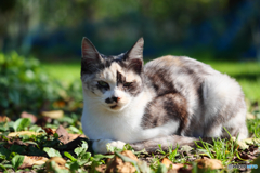 三毛猫