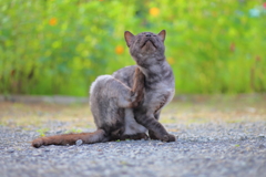 カキカキ黒猫