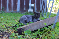 爪とぎ黒猫