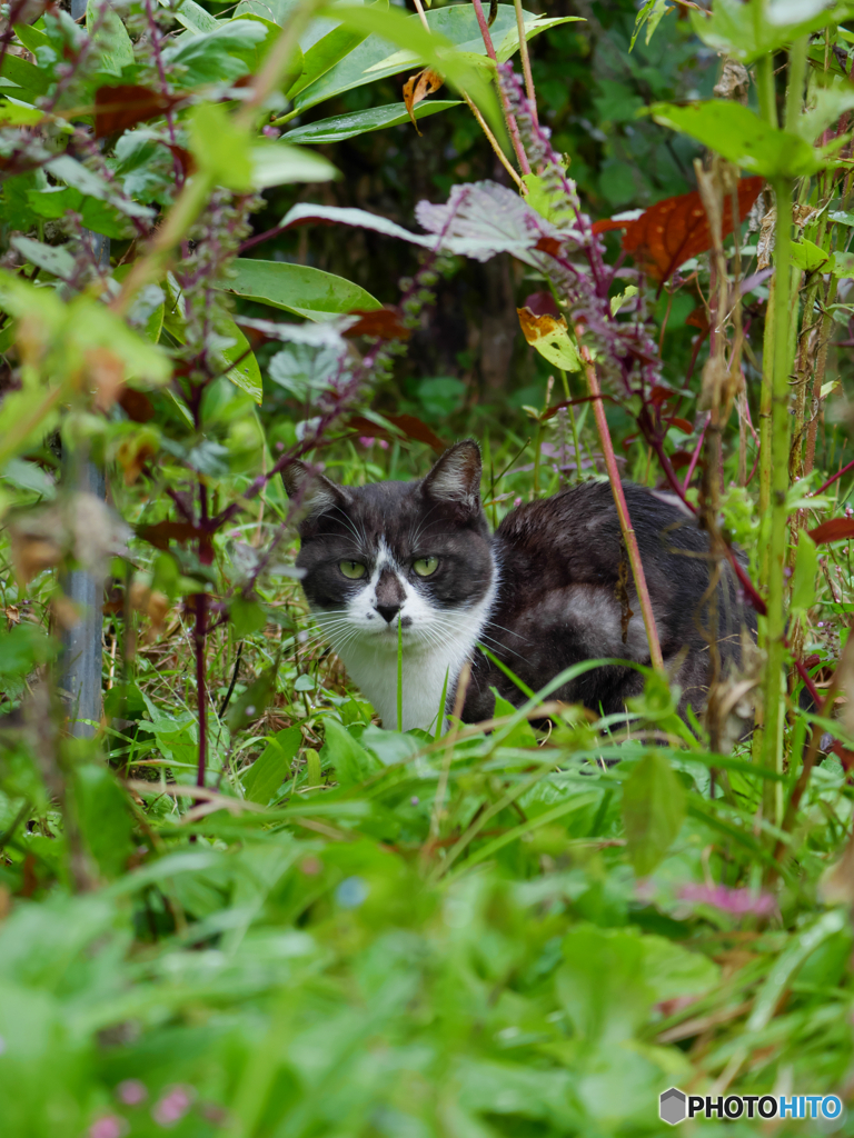黒白ねこ