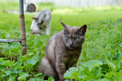 黒猫