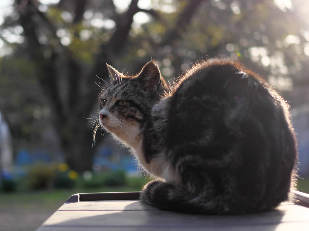 キジトラ猫