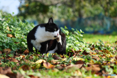 黒白ねこ