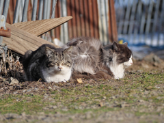 キジトラ白猫 白黒ねこ