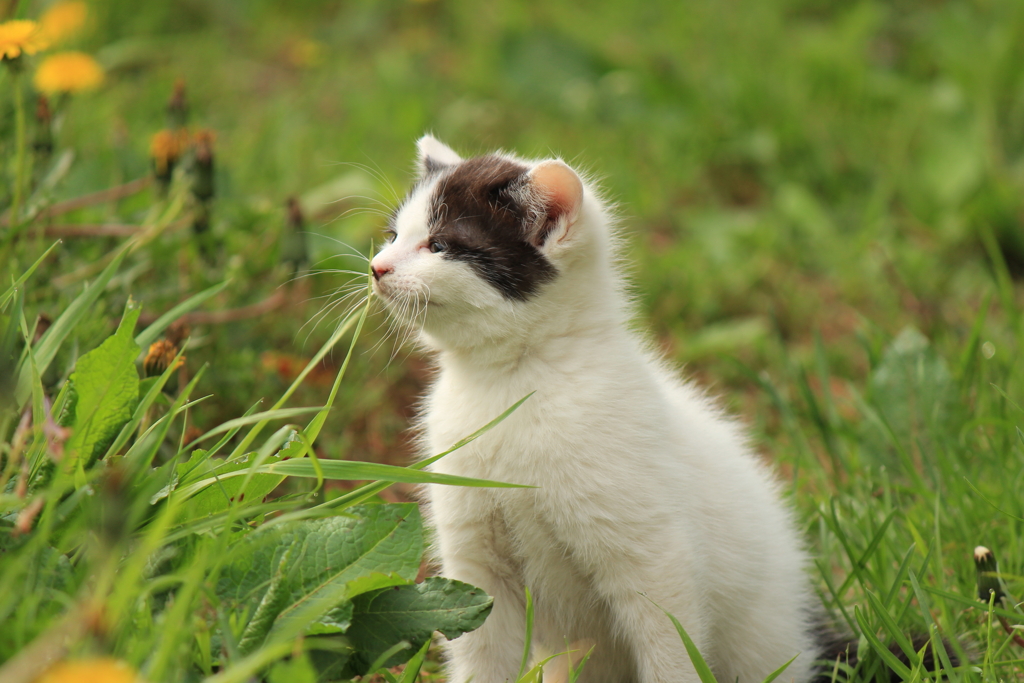白黒猫