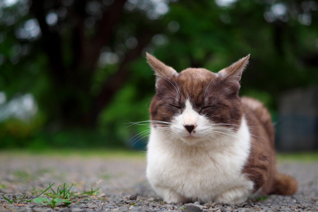 白黒猫
