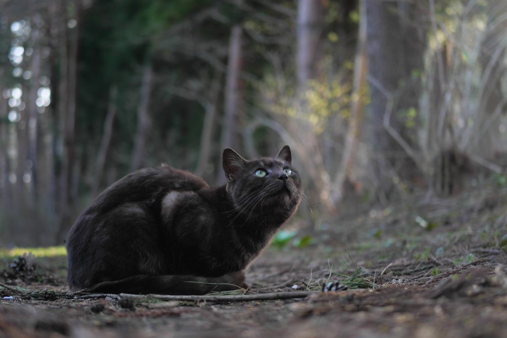 白黒猫