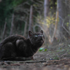 白黒猫