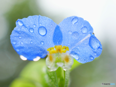 濡れ花
