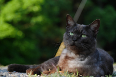 黒猫
