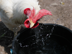 雄鶏びちょる